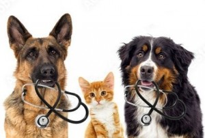 Создать мем: ветеринар с котом и собакой, ветеринар, ветклиника хелпвет