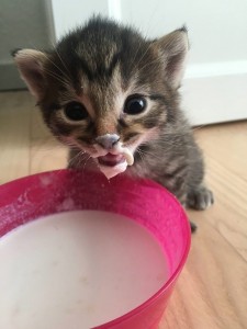 Создать мем: кот пьет молоко, животное, кошка
