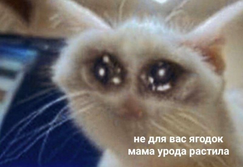 Create meme: cat crying meme, weeping cats, crying cats meme