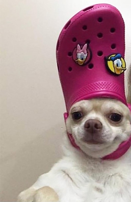 Create meme: a dog with a slipper on his head, Chihuahua funny, crocs on chihuahua