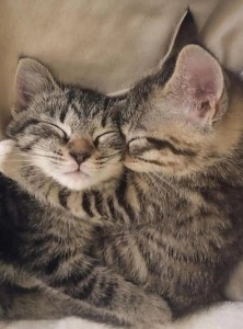 Создать мем: кошки обнимаются, милые котики пара, милые котики вместе
