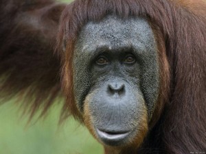 Create meme: orangutan, orangutan, monkey