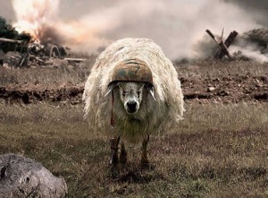 Создать мем: sheep, battle sheep, овца
