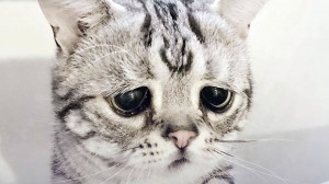 Создать мем: грустный кот, грустный котик, грустный котик картинки