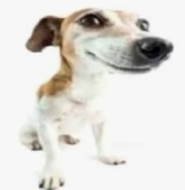 Create meme: dog , the jack russell dog meme, jack russell puppy