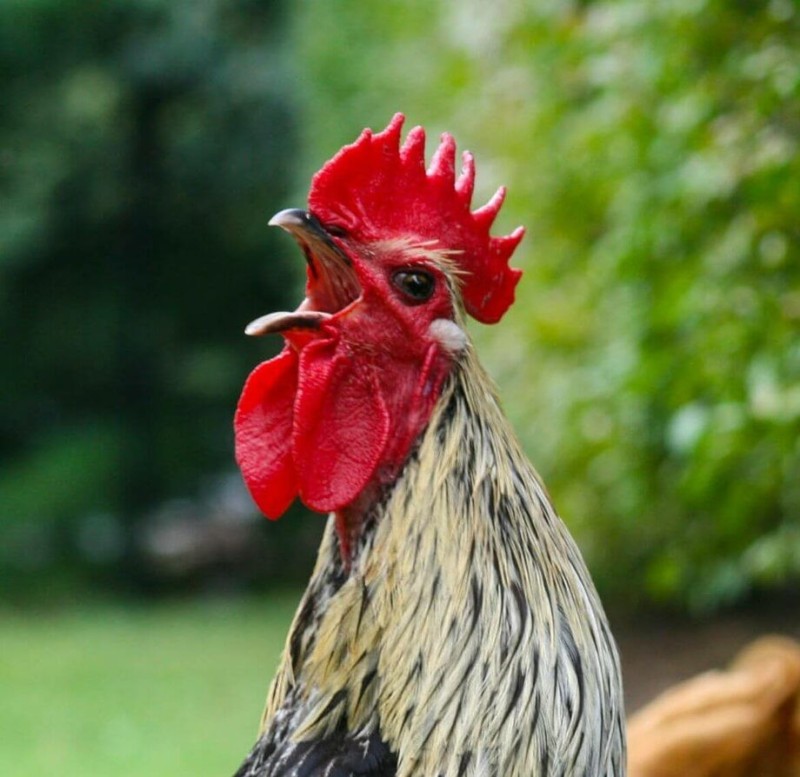 Create meme: roosters, the head of the cock , rooster sound