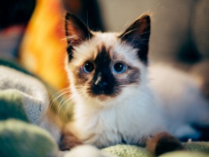 Create meme: cute, Wallpaper Siamese cat, pictures of Siamese kittens
