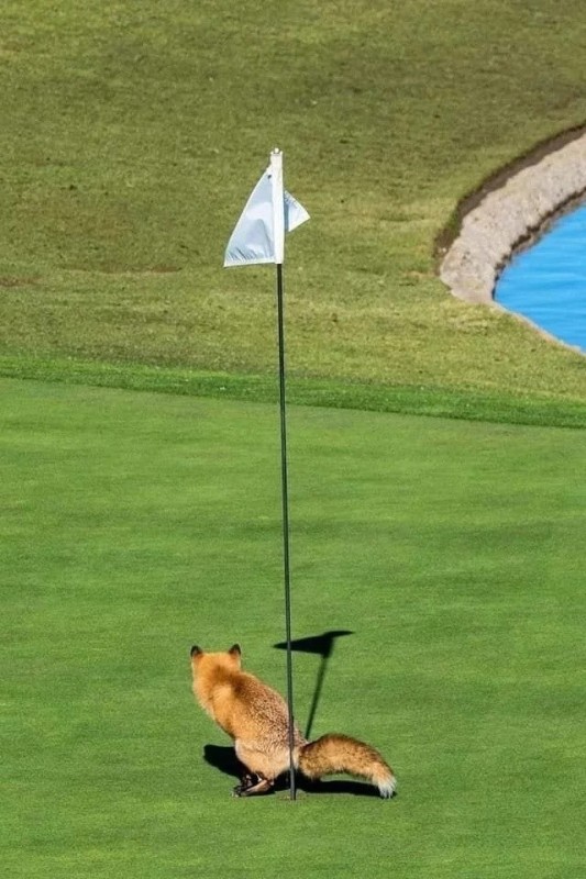 Create meme: funny animals , Fox , golfer