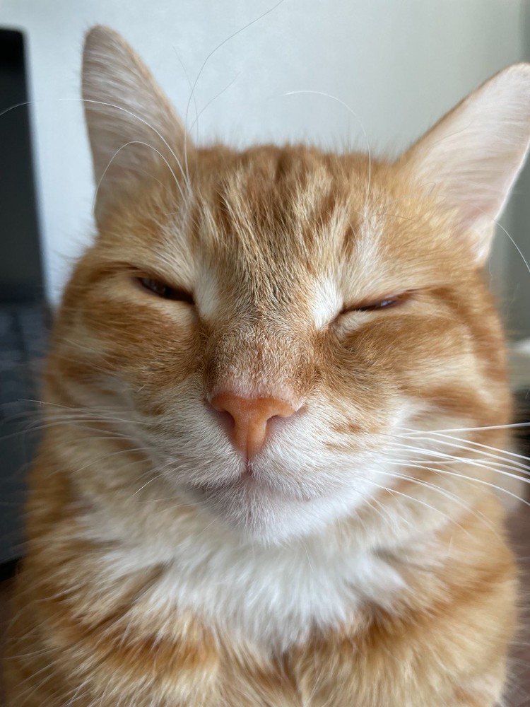 Create meme: sleeping ginger cat, cat , cat red