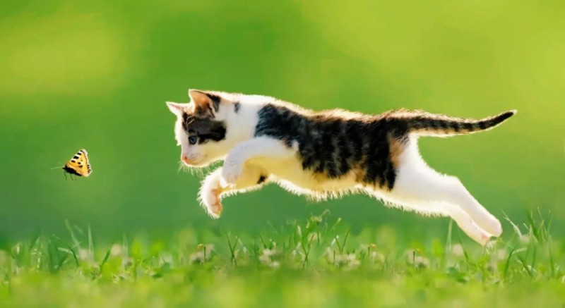 Create meme: cat in motion, cat jump, cat 