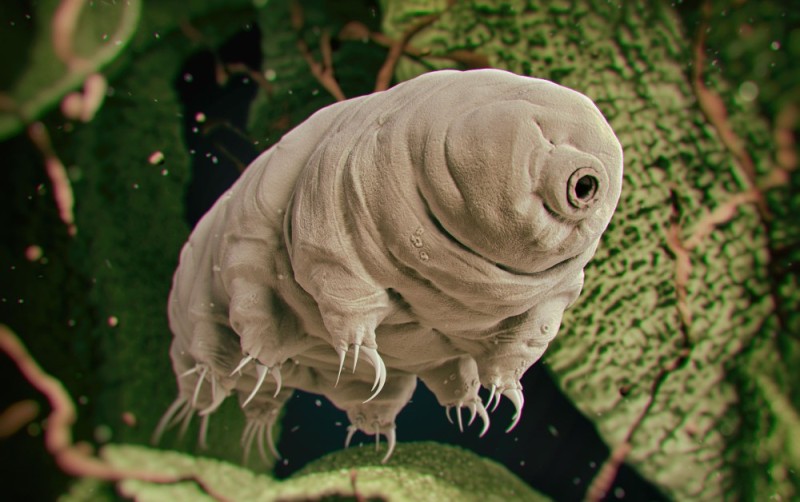 Создать мем: тихоходка, самое живучее существо на земле, tardigrade