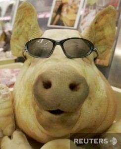 Создать мем: свининка, свиная голова, свинья в очках