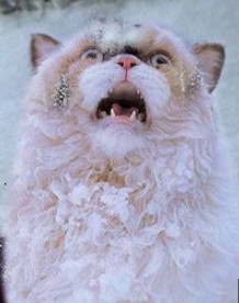 Создать мем: смешные фотографии животных, кот, кот снег