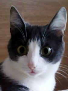 Создать мем: черно белая кошка с разными глазами, смешные коты, белые кошки