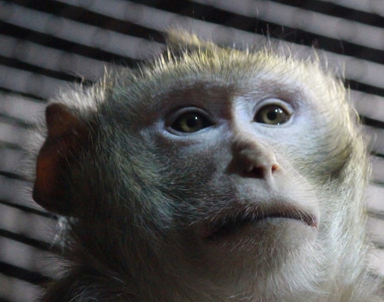 Create meme: javanese macaque, voronezh zoo, domestic monkey macaque