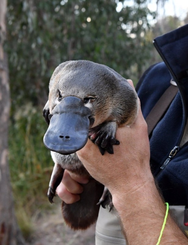 Create meme: the platypus of australia, animals of australia platypus, the platypus is a mammal