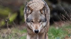 Создать мем: wolf, волк в дикой природе, животные тайги волк