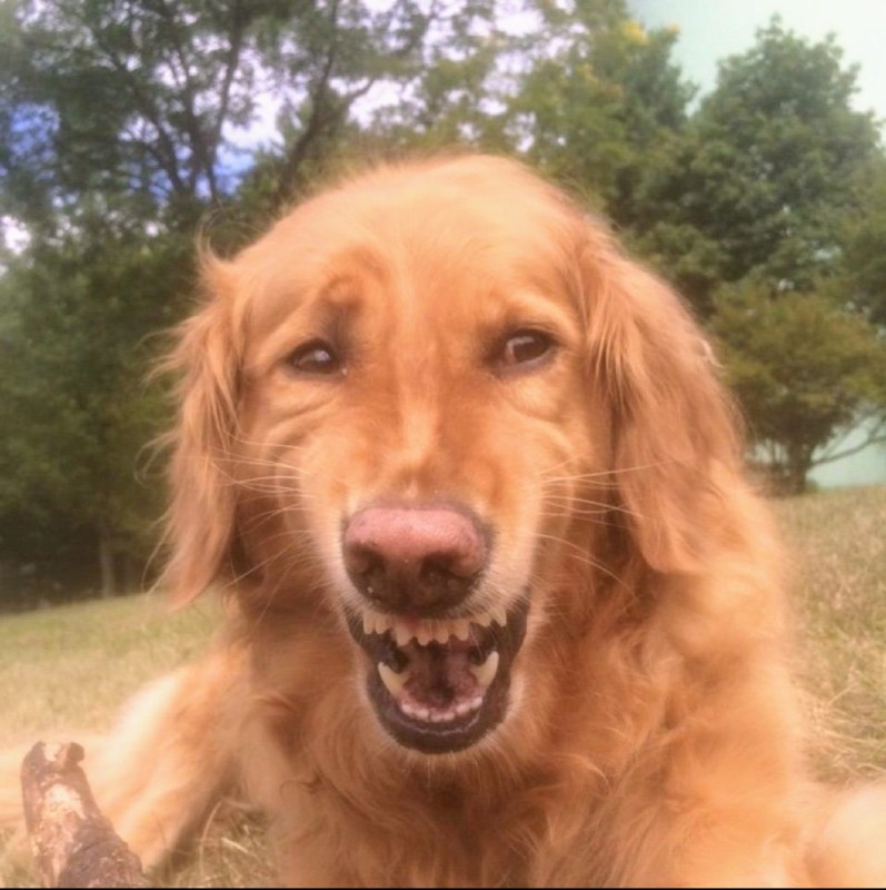 Создать мем: golden retriever, улыбака собака, собака смеется мем