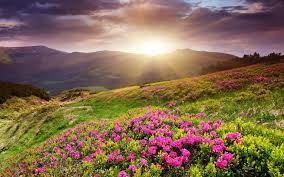 Создать мем: поле цветов в горах, цветочный пейзаж, природа восход