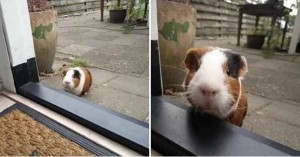 Создать мем: авито морские свинки, морская свинка панда, guinea pig