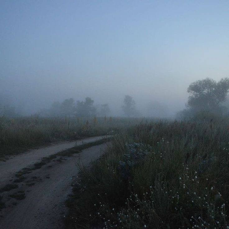 Create meme: fog road, morning fog , fog field