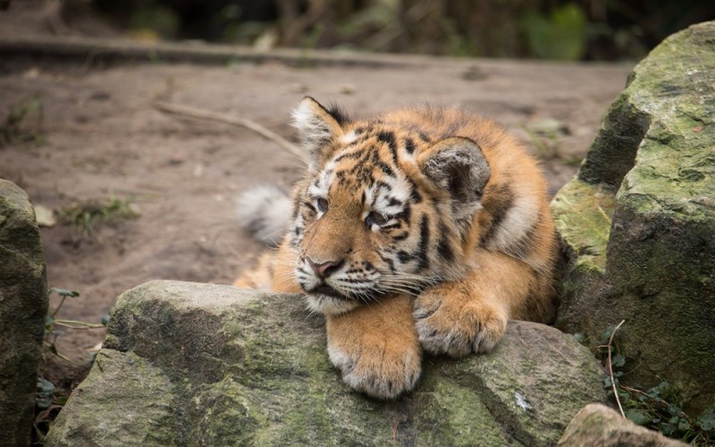 Create meme: tiger cub, amur tiger cub, Siberian tiger