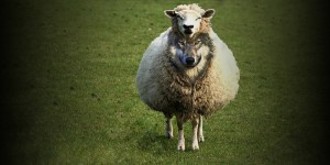 Create meme: sheep, in sheep's clothing, dog