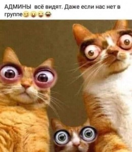 Create meme: fun with cats, cat, cat funny