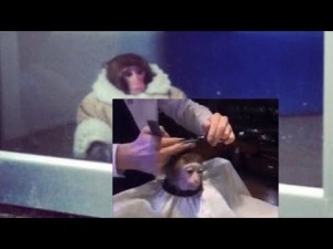 Создать мем: милые обезьяны, обезьяна милая, обезьяна смешная