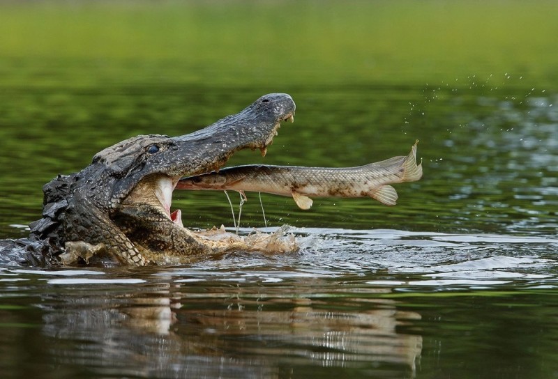 Создать мем: нильский аллигатор, крокодил и аллигатор, нильский крокодил