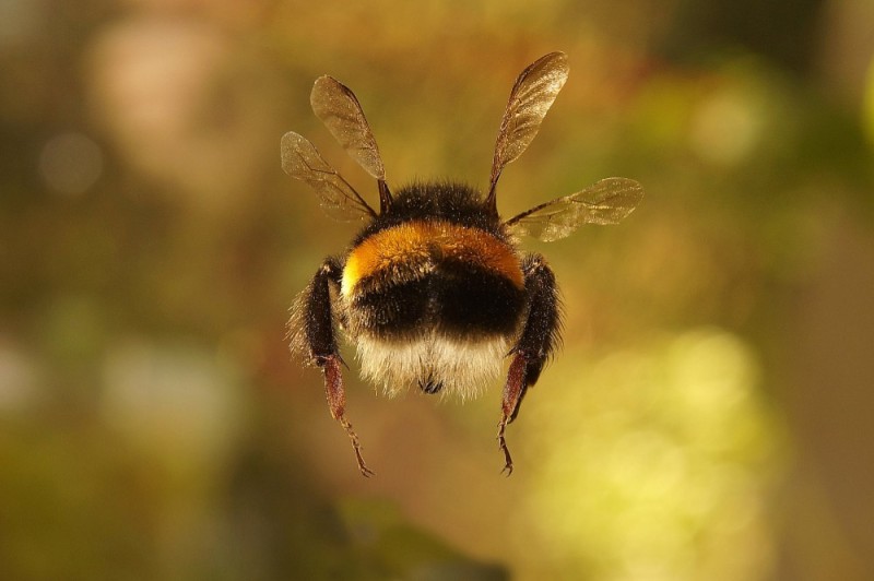 Create meme: bumblebee , bumblebee belozhopik, bee bumblebee