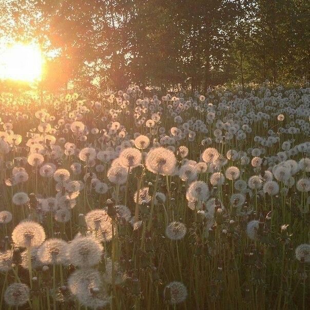 Create meme: daisies in the field, dandelion , dandelion field