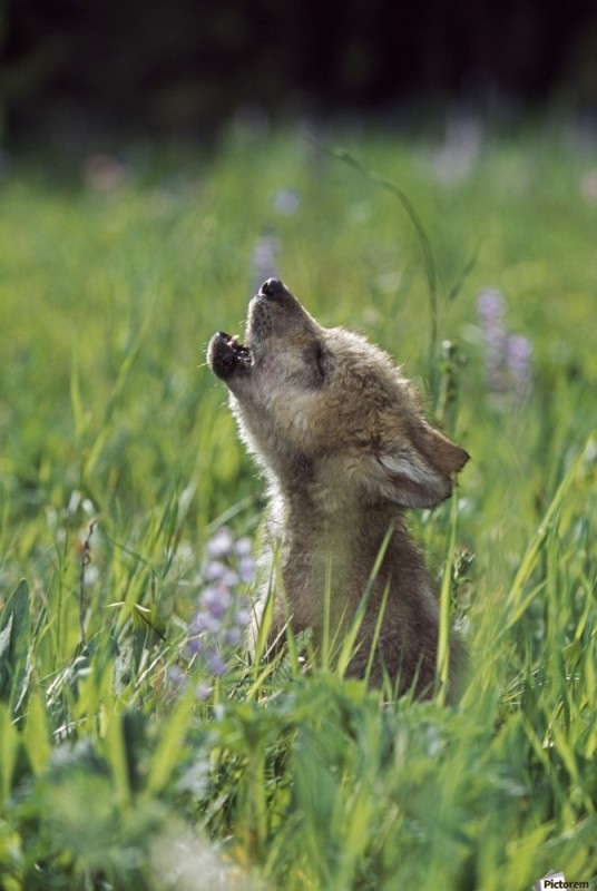 Create meme: the wolf is cute, The wolf in the grass, wolf cub animals