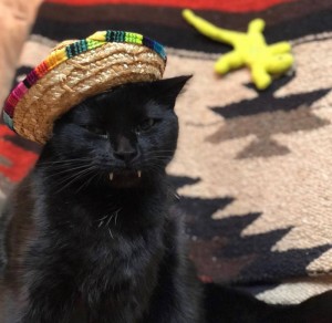 Создать мем: кошка в шляпе, кот в сомбреро с текилой, кошка