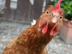 Create meme: Ko Ko, roosters, animal
