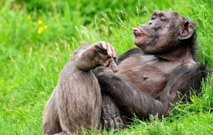 Создать мем: обезьяна успокойся, обезьянки, обезьяны шимпанзе