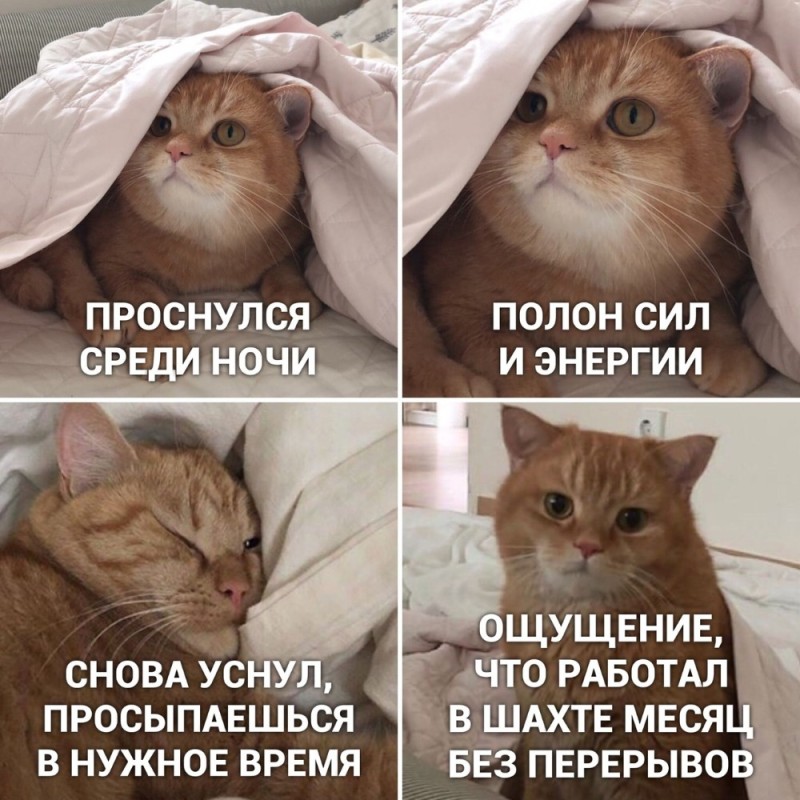 Создать мем: котики смешные мемы, котик, кот смешной