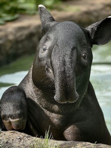 Создать мем: go optimizations generics "tapir liu"