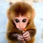 Создать мем: самые милые животные, домашние обезьянки, обезьянка скучает