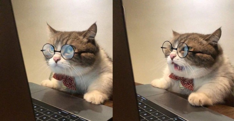 Create meme: cat at the computer, the cat googles, the cat at the computer