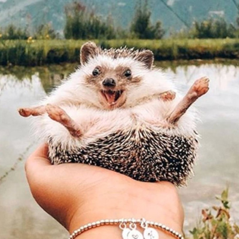 Create meme: hedgehog hedgehogs, big hedgehog, joyful hedgehog