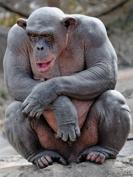 Создать мем: шимпанзе без шерсти, лысая горилла, лысый шимпанзе