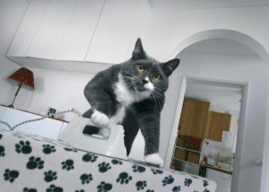 Create meme: Ironing, cat assistant, Pat