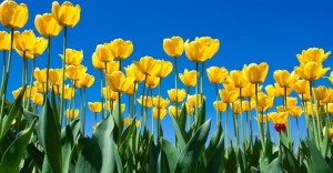 Создать мем: желтые тюльпаны голландия, тюльпаны весна, желтые тюльпаны