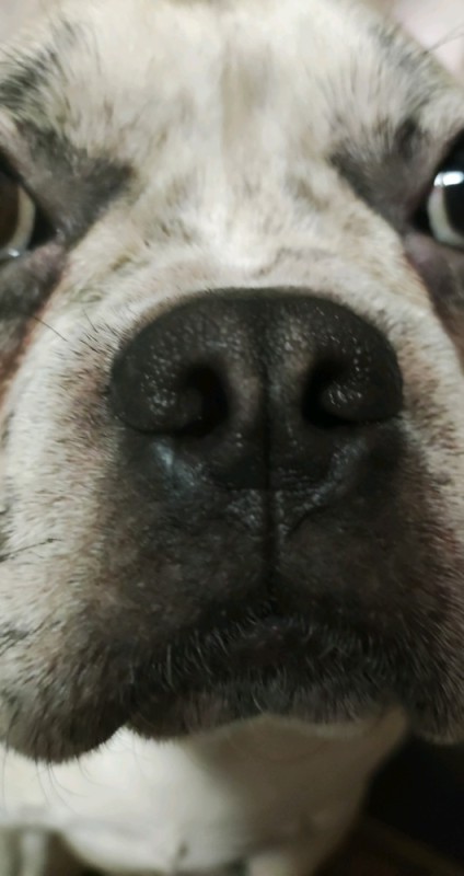 Create meme: a dog's nose, American bulldog, the dog's eyes