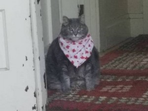 Создать мем: толстый кот в платочке, кот неси, кот в платке