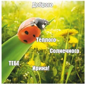 Create meme: ladybug on the grass, ladybug