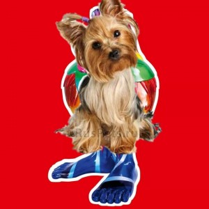 Create meme: Yorkshire Terrier puppy, dog York, Yorkshire Terrier dog