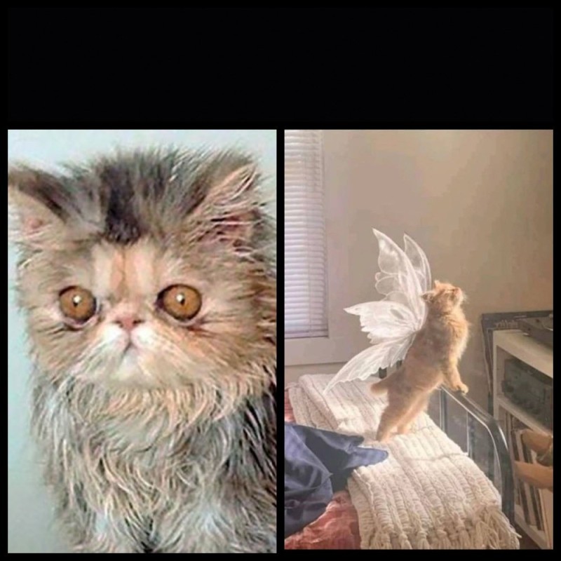 Создать мем: котики, кот, персидская кошка
