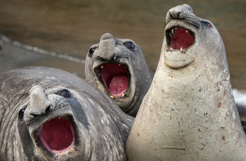 Create meme: elephant seal, funny photos, wild rzhach
